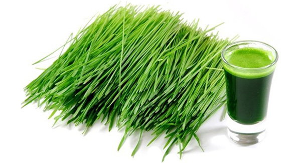 Sante Pure Barley Grass